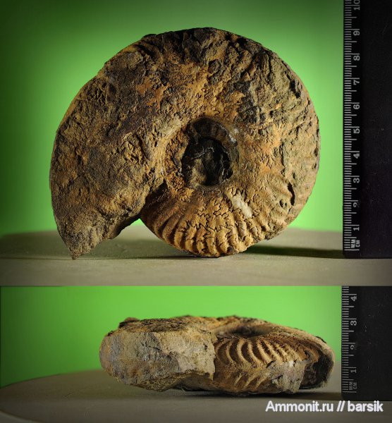 аммониты, Ammonites, Bredyia
