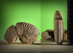 Bredyia crassornata (Buckman 1910)?