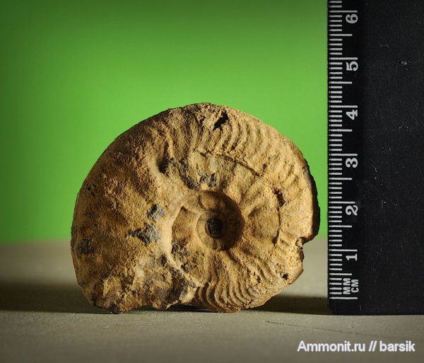 аммониты, Ammonites
