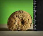 Leioceras opalinum?
