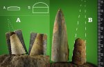 Ааленский ярус. Ростры и фрагмаконы белемнитов.