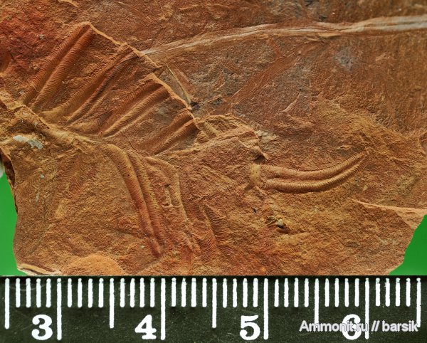 Alethopteris