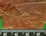 Alethopteris?