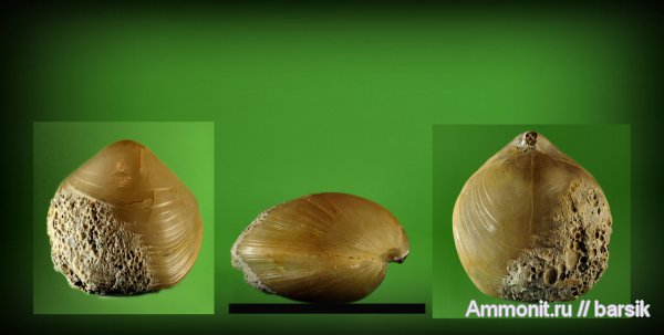 брахиоподы, Zeilleria, Terebratulida