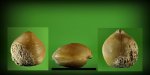Брахиопода из отряда Terebratulida. Никитино.
