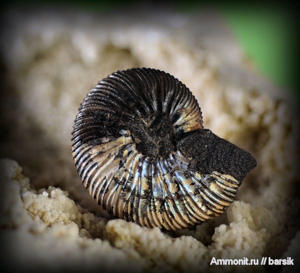 Virgatites virgatus