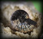 Virgatites virgatus.