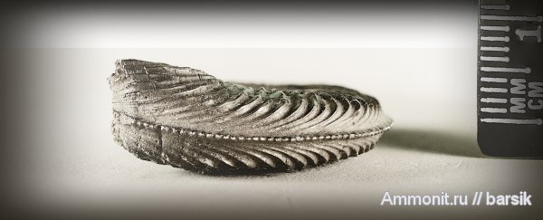 аммониты, Ammonites
