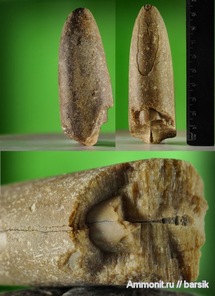 белемниты, ростры, belemnites