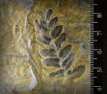 Neuropteris sp. (Шахты).