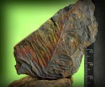 Alethopteris,