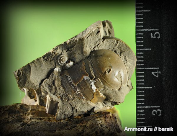 белемниты, фрагмоконы, belemnites, phragmocones