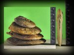 Leioceras