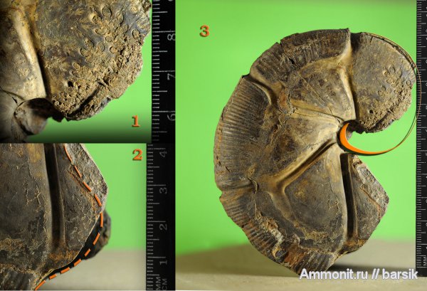 аммониты, Holcophylloceras, Ammonites, Holcophylloceras zignodianum, Phylloceratidae
