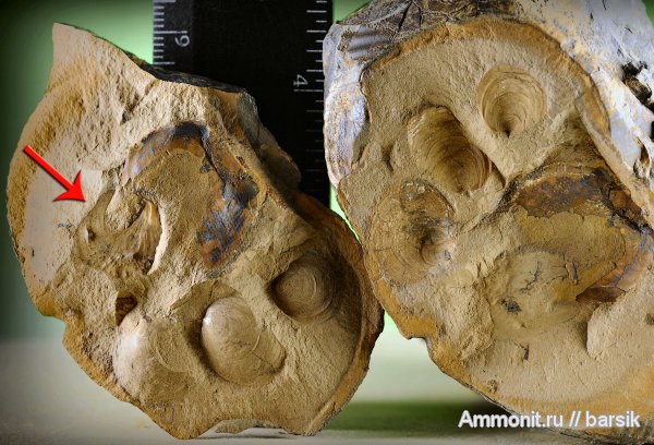 Holcophylloceras