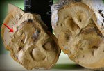 Holcophylloceras zignodianum с начинкой