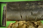 Megateuhis sp. . Рисунок нижней части-2.