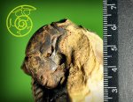 Holcophylloceras zignodianum