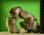 Dinolytoceras zhivagoi - устье.