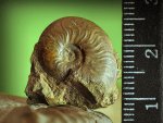 Leioceras