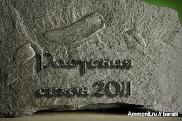 растения, окаменевшее дерево