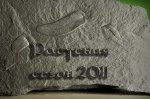 Растения  - сезон 2011.