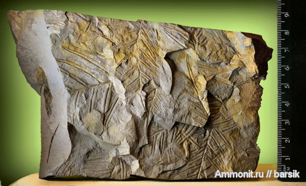 растения, Alethopteris