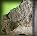 Alethopteris и мелкий лист.