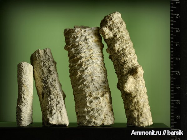 мел, ихнофоссилии, ходы ракообразных, Ophiomorpha, Spongeliomorpha, Cretaceous