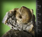 Leioceras– микроконхи?