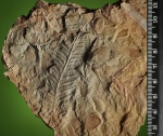 Alethopteris-2
