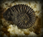 Peltoceratinae