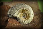Kosmoceras