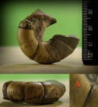 Dinolytoceras  adelae ?