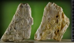 Корка выветривания (Pinus sp).