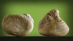 Мшанка Dianulites fastigiatus
