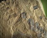 Neuropteris-фрагмент.