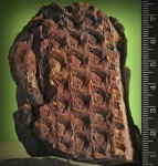 Sigillaria?