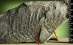 Neuropteris-лист.