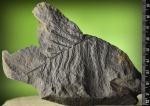 “ветвящийся»  Alethopteris.