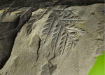 Mariopteris и microconchida.