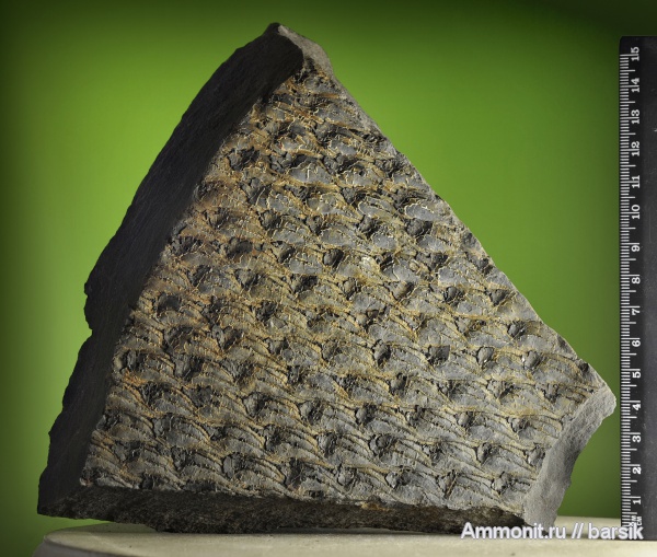Lepidodendron