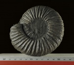 Virgatites virgatus.