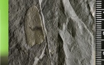 Neuropteris и Reticulopteris munsteri  .