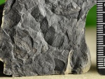 Reticulopteris munsteri