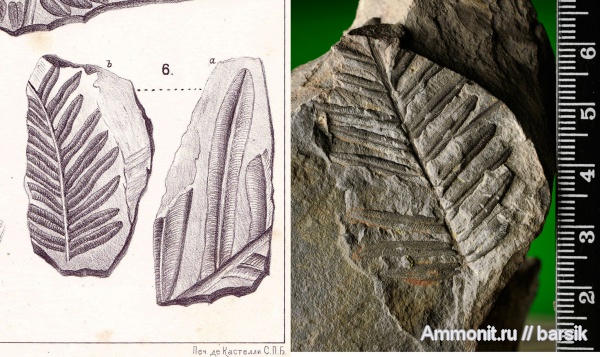 растения, Alethopteris