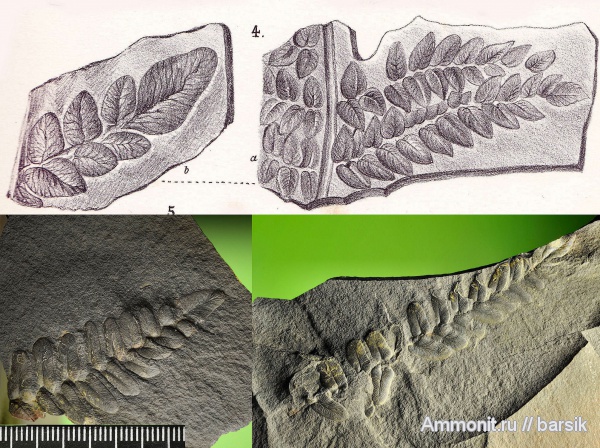 Neuropteris