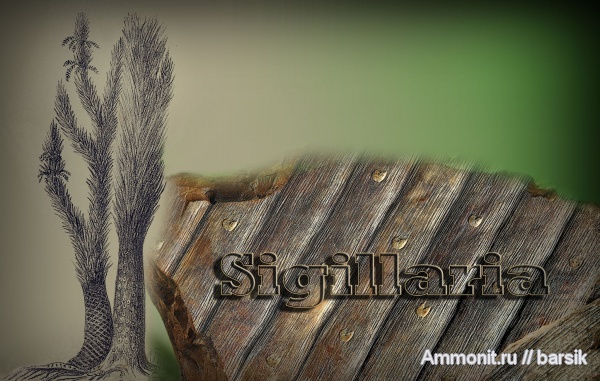растения, сигиллярия, Sigillaria