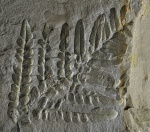 Neuropteris –фрагмент.