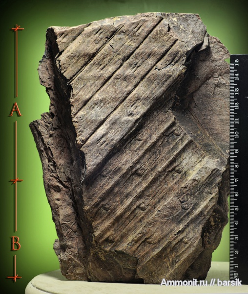 растения, сигиллярия, Sigillaria